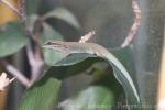 Madagascar dwarf gecko