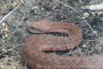 Cyclades blunt-nosed viper