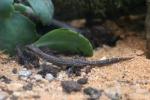 Toliara small-legged gecko