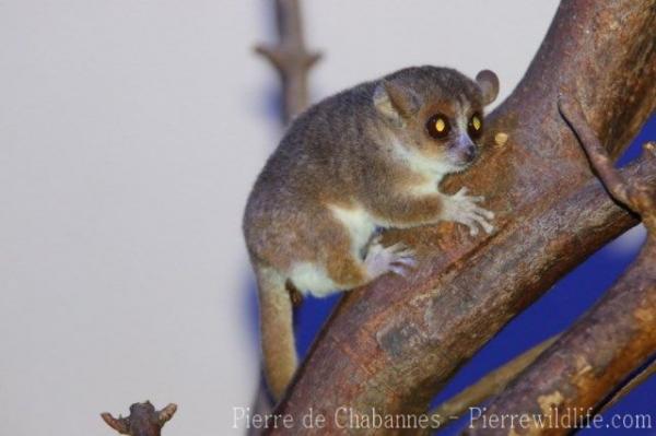 Ganzhorn's mouse lemur