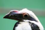 Luzon tarictic hornbill
