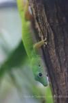 Andaman Islands day gecko