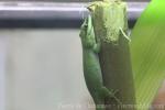 Nosy Bé day gecko