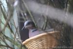 Island collared-dove