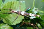 Philippine spiny stick-insect