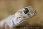 Rustamow's wonder-gecko