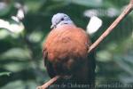Blue-headed wood-dove