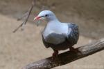 Spotted imperial-pigeon