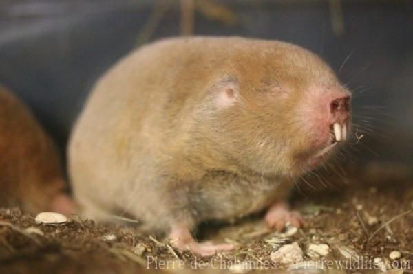 Mechow's mole-rat