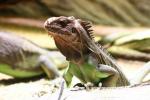 Lesser Antillean green iguana