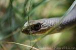 Eastern Montpellier snake