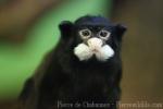 Moustached tamarin