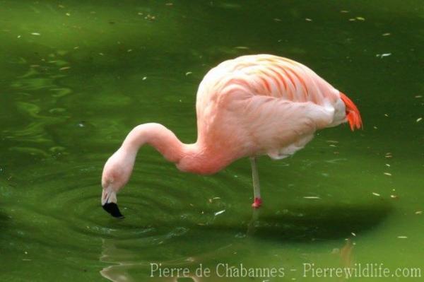 Chilean flamingo