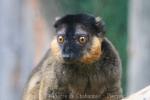 Collared brown lemur