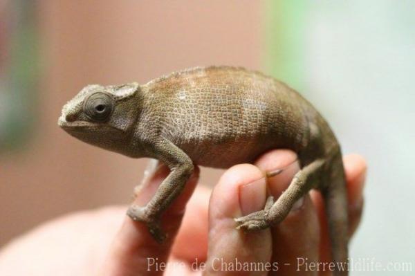 West-Usambara two-horned chameleon