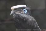 Black-casqued hornbill