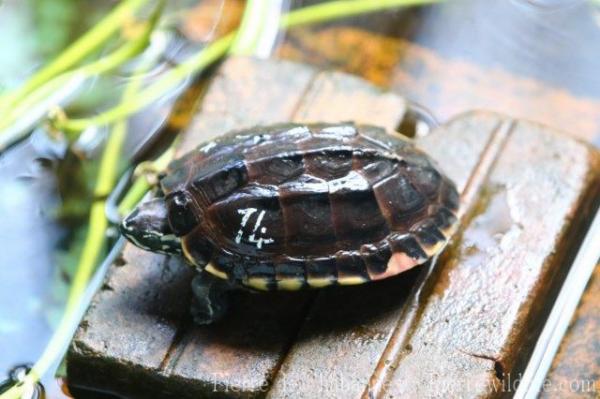Mekong snail-eating turtle