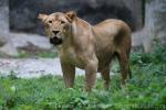 East-African lion