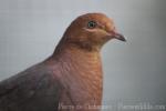Philippine cuckoo-dove