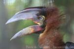 Southern rufous hornbill