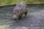 Thick-spined porcupine