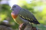 Pink-necked green-pigeon