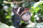 Leopard lacewing
