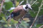 White-faced jay