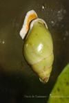 Temasek tree snail