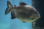 Red belly pacu