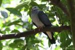 Ashy wood-pigeon