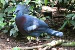 Victoria crowned-pigeon