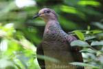 Barred cuckoo-dove