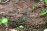 Blue-spotted wood-dove