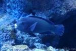 Raggedfin parrotfish