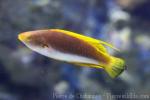 Whip-fin wrasse