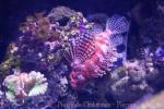 Red Sea dwarf lionfish
