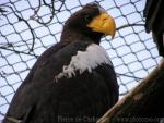 Steller's sea-eagle