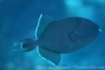 Stone triggerfish