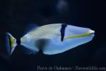 Halfmoon picassofish