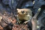 Dhofar toad
