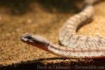 Oman saw-scaled viper