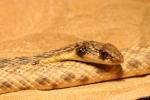Moila snake