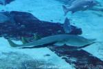 Spotted guitarfish