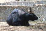 South-East Asian gaur