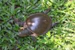 Burmese flapshell turtle