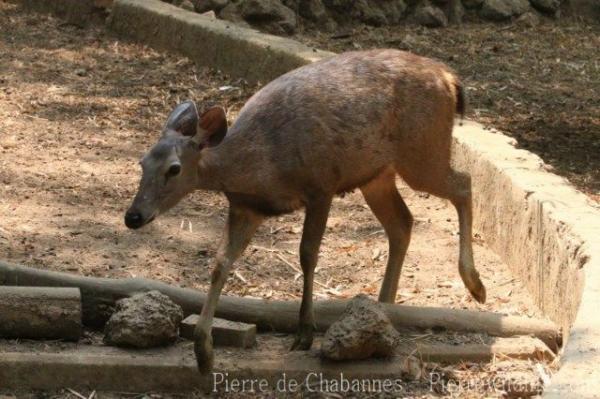 Indochinese sambar deer