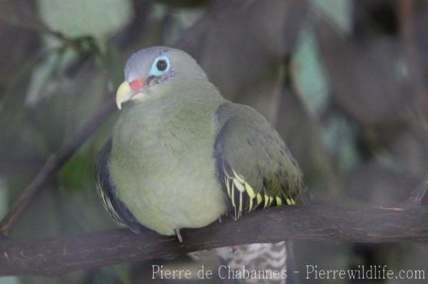 Thick-billed green-pigeon