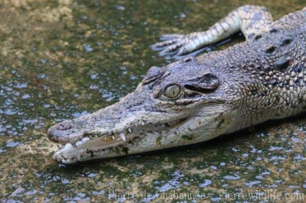 Saltwater crocodile