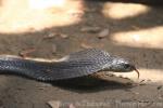 Mandalay spitting cobra